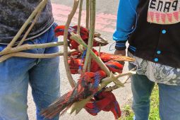 Petugas BKSDA Maluku amankan delapan ekor Burung Nuri Tanimbar di Saumlaki