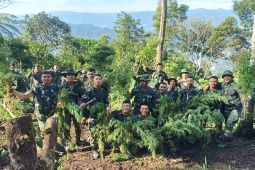 Latihan mengasah kemampuan prajurit di Bukit Tor Sihite, Yonif 123/RJW temukan ladang ganja