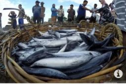 Untuk meningkatkan produksi ikan, begini dilakukan Pemkot Medan