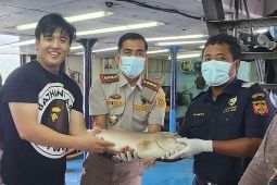 KPPBC Ambon fasilitasi pelayanan izin ekspor ikan hidup ke Hong Kong
