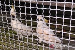 BKSDA melepas puluhan burung endemik hasil sitaan di Maluku Utara