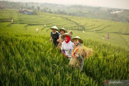 Pemerintah perbarui data penerima pupuk bersubsidi tiap empat bulan