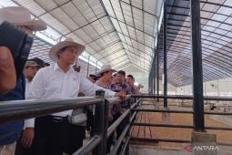 Mentan: Peternakan inti-plasma bisa tingkatkan produksi daging