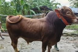 Pemprov Sulteng telah seleksi sapi kurban bantuan Presiden untuk warga