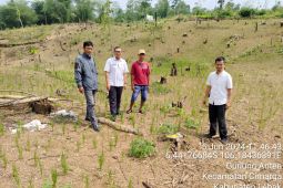 Genjot ketahanan pangan, petani Lebak percepat tanam padi gogo
