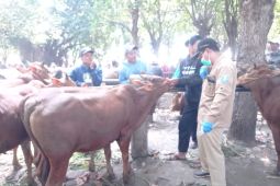Disnakan Situbondo turunkan 17 petugas periksa kesehatan hewan kurban