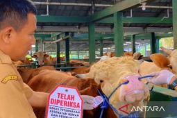 Dinas Peternakan Cianjur pasang label sehat untuk hewan kurban