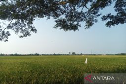 80 persen sawah di Indramayu sudah dipanen