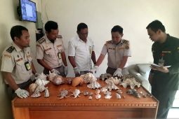 Karantina Gorontalo gagalkan penyeludupan empat jenis ikan dilindungi