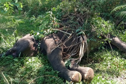 Tersengat listrik, Gajah jantan mati di Aceh Tengah