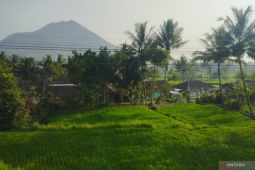 Dispertan Garut ingatkan sawah tadah hujan berisiko ditanami padi saat kemarau