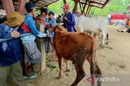 Harga hewan kurban di Situbondo naik 15-20 persen menjelang Idul Adha