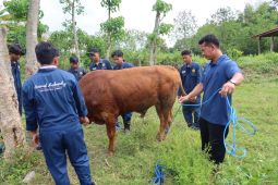 Pakar Unej beri tips dan trik memilih hewan kurban yang baik