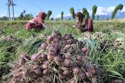 Tajuk ANTARA NTB - Gudang penyimpan, harapan baru untuk petani bawang merah NTB