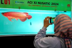 Begini pesan Menteri Teten untuk UMKM ikan hias