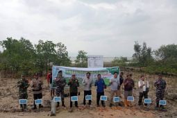 PT Timah tanam 2.000 mangrove cegah abrasi Pantai Pongkar