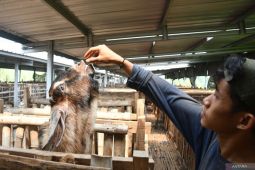 Penjualan kambing kurban di Madiun