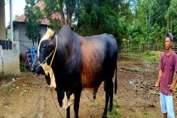 Sapi kurban bantuan Presiden RI untuk Gorontalo bobot 1 ton
