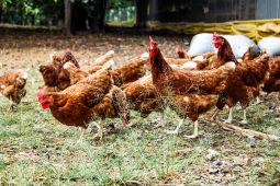 Archipelago dan Dough Lab terapkan kebijakan telur bebas sangkar dalan rantai pasok di Indonesia