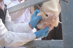 Diskannak Garut: Sapi terjangkit PMK langsung dikarantina