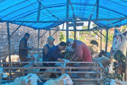 Pemkab Bojonegoro cek kesehatan hewan kurban