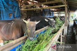 Pemkab Bogor bentuk tim pemantauan hewan kurban jelang  Idul Adha