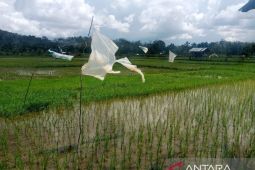 Belitung targetkan mampu memproduksi 2.269 ton padi pada 2024