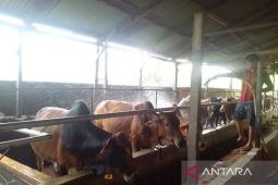 Baznas Sumut optimalkan pengumpulan hewan kurban jelang Idul Adha 2024