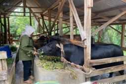 Mukomuko upayakan RPH miliki sertifikat halal