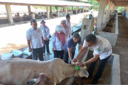 Dinas Pertanian Padangsidimpuan periksa ratusan hewan kurban, kenali ciri hewan yang sehat