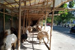 Lebih utama mana kurban kambing atau patungan sapi?
