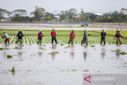 Refocusing anggaran pertanian hadapi El nino