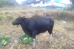 Harga sapi jelang Idul Adha di Ternate bervariatif