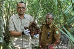 Panen Salak Sabang, Wali kota sebut lahan pertanian di Pulau Weh menjanjikan