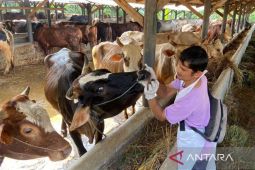 DKPP Jabar catat jelang Idul Adha peredaran hewan kurban sekitar 80.000