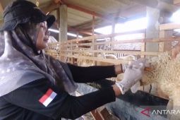 Sebanyak 14 ribu hewan kurban di Metro dinyatakan sehat