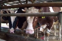 Kuningan pasang 5.000 kalung sehat hewan kurban layak konsumsi