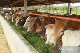 Ditendang sapi kurban, warga Tanah Datar Sumbar meninggal dunia