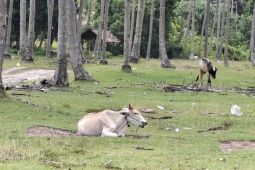 PDHI Lampung lakukan pemeriksaan hewan kurban setelah dipotong