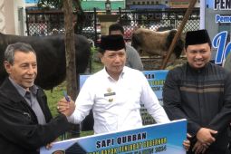 Pj Gubernur Maluku kurban sapi seberat 850 kilogram di Al Fatah  Ambon