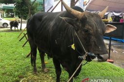 Presiden Joko Widodo sumbang sapi kurban untuk Masjid Raya Al Fatah Ambon