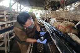 Disbunak Kubu Raya periksa hewan kurban jelang Idul Adha