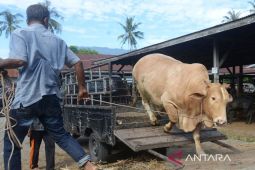 Persediaan hewan ternak Idul Adha di Simeulue mencukupi