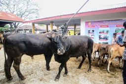 Pemkab Aceh Besar turunkan 107 petugas pemantau hewan kurban