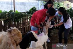 Pemeriksaan kesehatan hewan kurban di Kota Denpasar