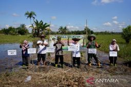 Wabup HST tanam padi bersama Poktan Pematang Indah di Desa Wawai Gardu