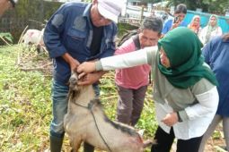 Pastikan kelayakan, Distan Maluku cek kesehatan hewan kurban di Ambon
