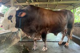 Presiden Jokowi beli sapi warga Kolaka Timur untuk kurban, segini harganya