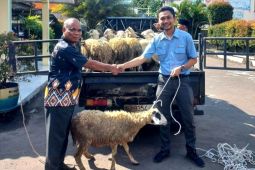 IKPP Serang salurkan 51 ekor hewan kurban untuk warga sekitar