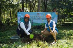 Perum Jasa Tirta I dan PT PLN NP kolaborasi tanam 10 ribu bibit pohon